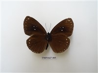 藏品(雙標紫斑蝶)的圖片